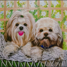 2 Lhasas on a Wicker Chair.