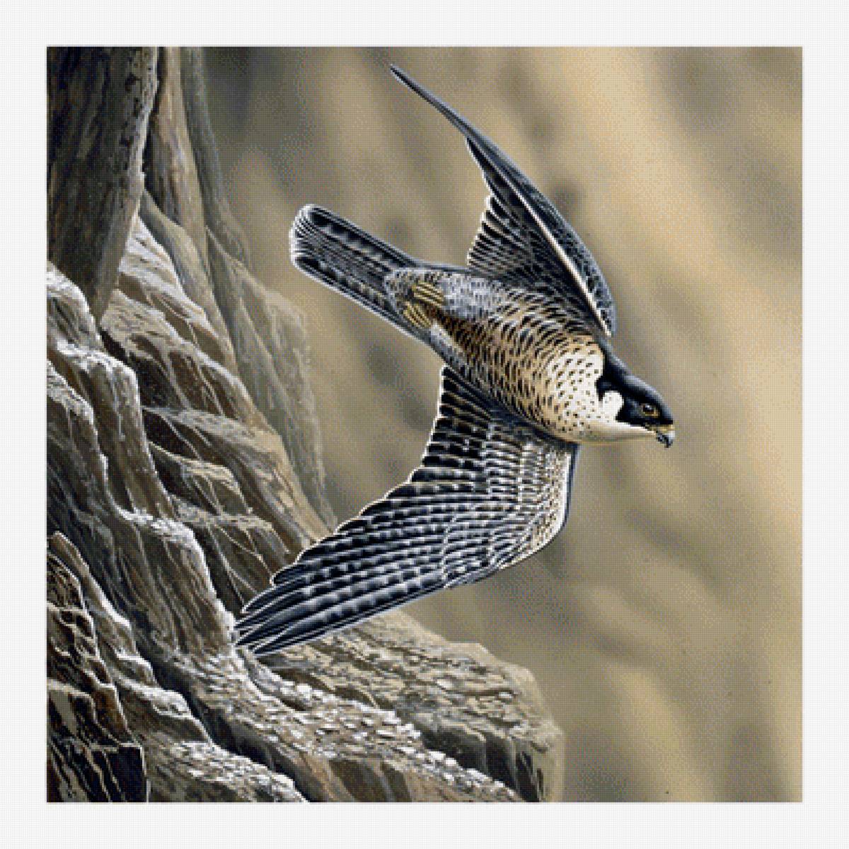 Ястреб - цветы - предпросмотр