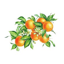 Схема вышивки «Мандарины»