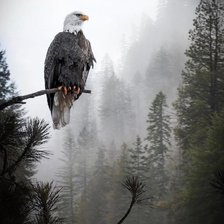 Схема вышивки «№1960313»