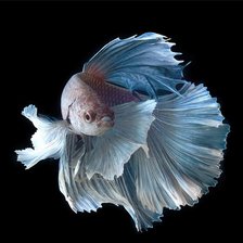 Схема вышивки «рыба»