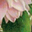 Предпросмотр схемы вышивки «Букет пионов.» (№1960527)