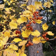 Схема вышивки «лесной сюжет»
