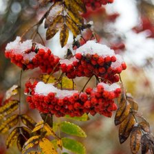 Схема вышивки «лесной сюжет»
