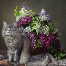 Схема вышивки «кошечка»