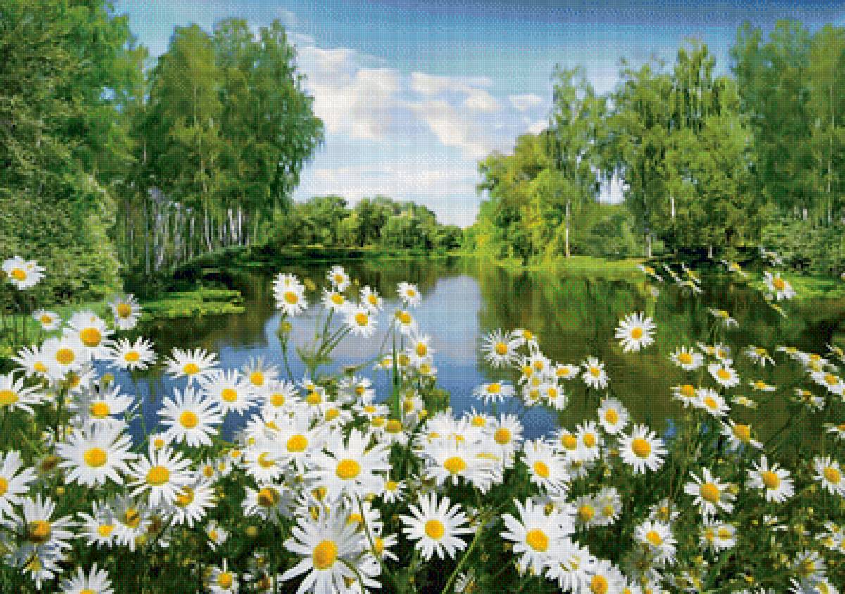 Родные просторы. - пейзаж, ромашки, лес, река. - предпросмотр