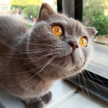 Схема вышивки «Топа»