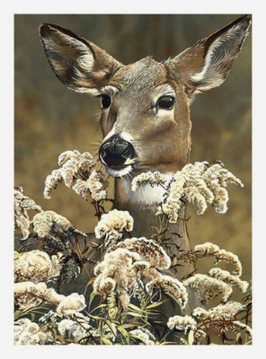 Олень. - животные., олень, лес - предпросмотр