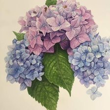 Схема вышивки «гортензия»