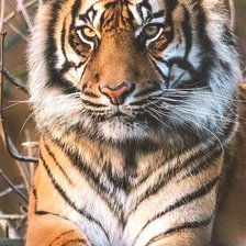 Схема вышивки «тигр»