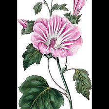 Схема вышивки «цветы»