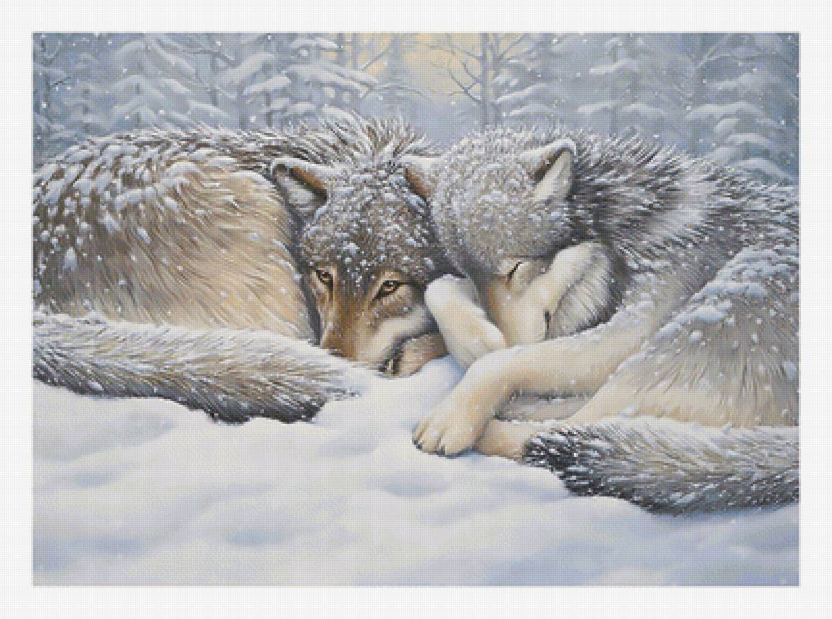 Волки в зимнем лесу. - снег, волки, пара, пейзаж., зима - предпросмотр