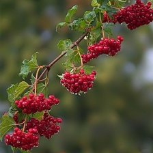 Схема вышивки «природа»