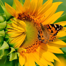 Схема вышивки «ПОДСОЛНУХИ»