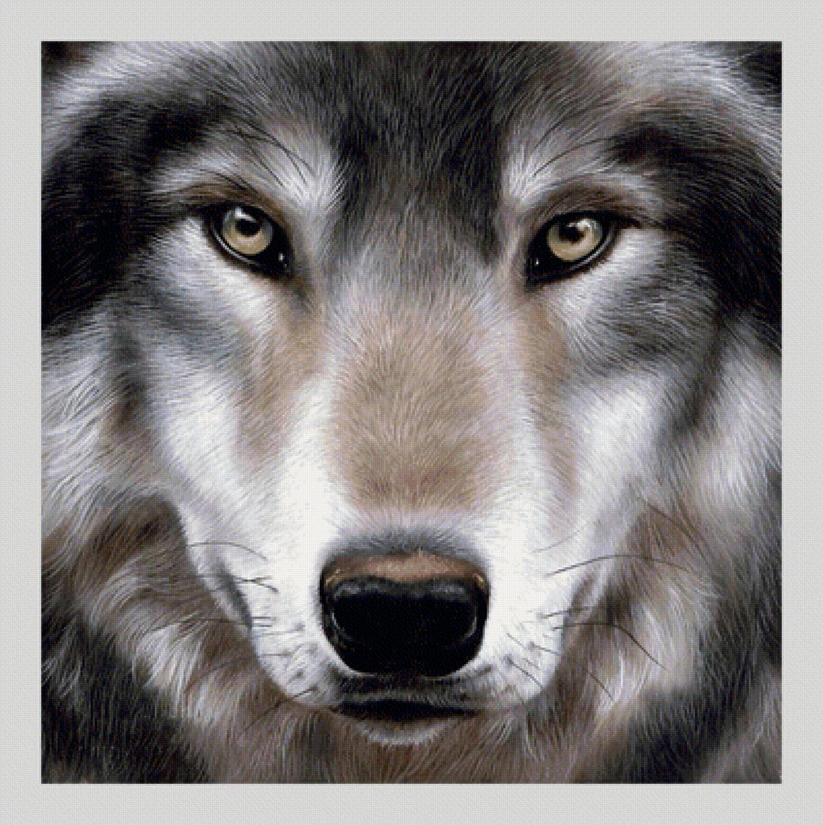 №1962457 - хищники, волки, животные - предпросмотр