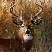 Схема вышивки «Олень»