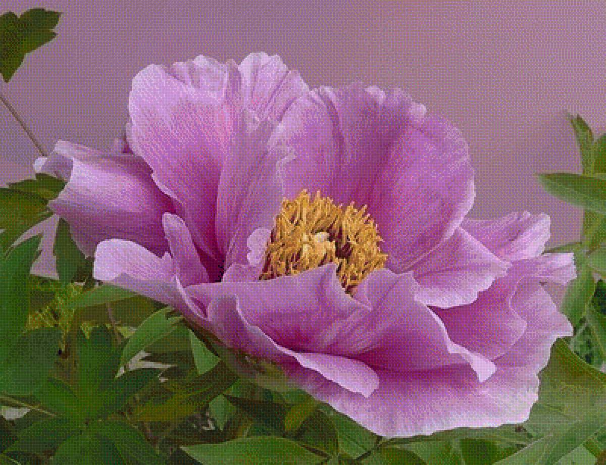 ПИОН - пион - предпросмотр