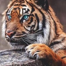 Схема вышивки «Тигр»