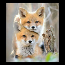 Схема вышивки «Лисички.»