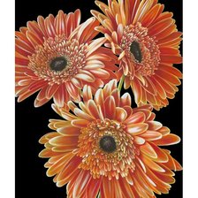 Схема вышивки «Герберы»