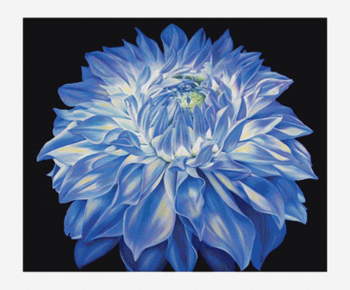 Георгин - голубые цветы, цветы - предпросмотр