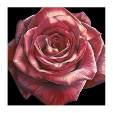 Схема вышивки «Роза»