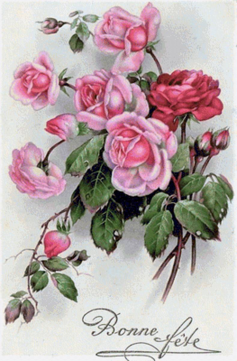 ruže - предпросмотр