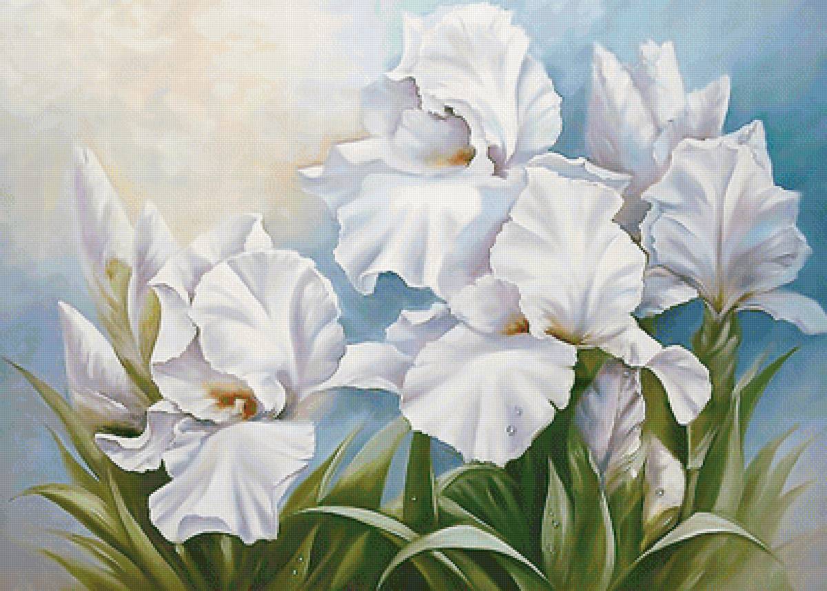 Серия "Ирисы" - ирисы, флора, цветы - предпросмотр