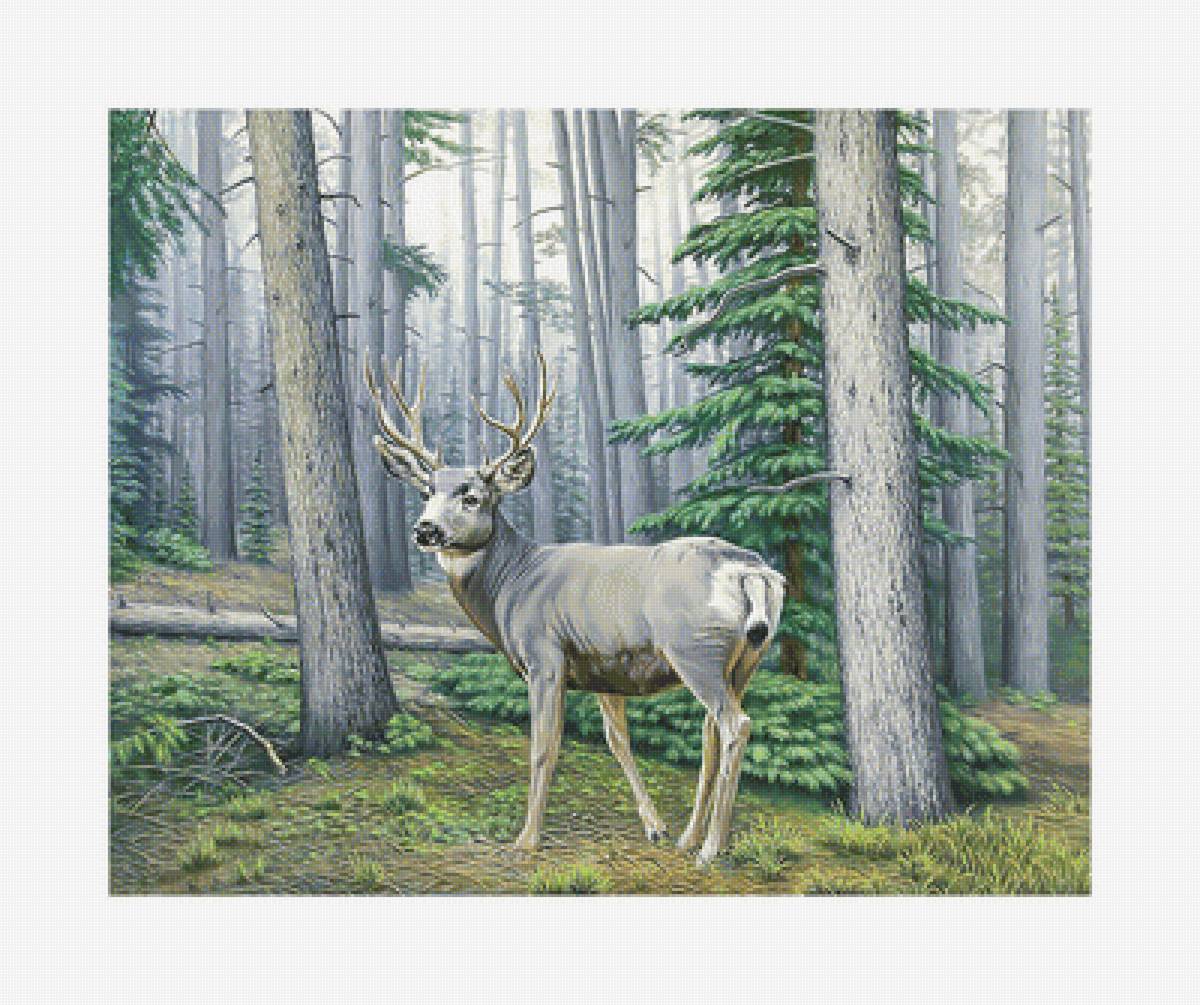 Олень в лесу. - сосны., лес, пейзаж, олень - предпросмотр