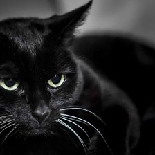 Схема вышивки «кот»