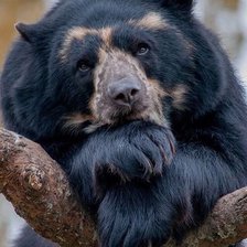 Схема вышивки «546»