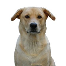 Схема вышивки «Cane»