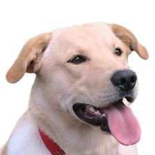 Схема вышивки «Cane»