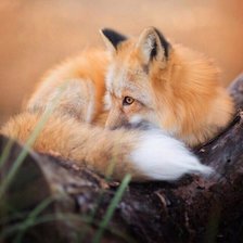 Схема вышивки «Лисичка»