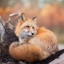 Схема вышивки «Лисичка»