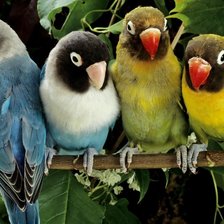 Попугаи