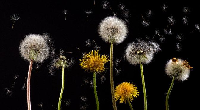 одуванчики - оригинал