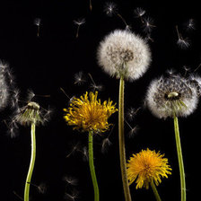 Схема вышивки «одуванчики»