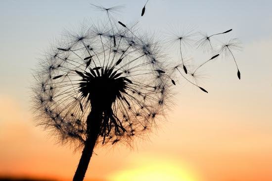 одуванчик - оригинал