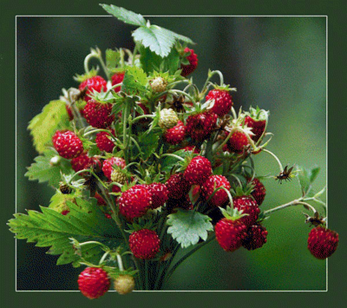 ЯГОДЫ - ягоды - предпросмотр