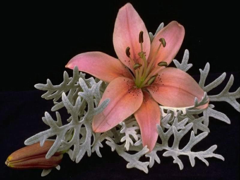 цветы - оригинал