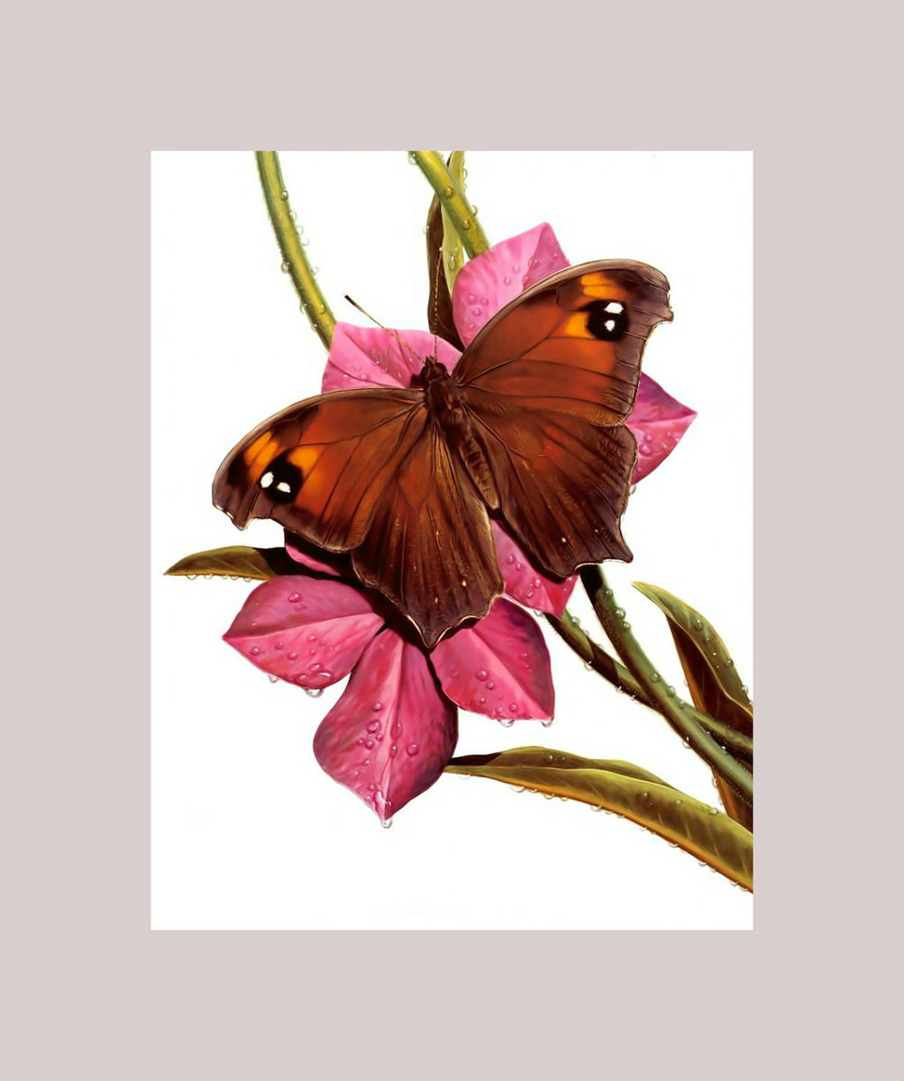 серия " бабочки" - цветы, бабочки. - оригинал