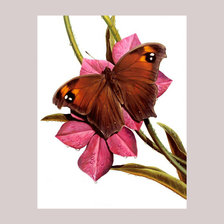 Схема вышивки «серия " бабочки"»