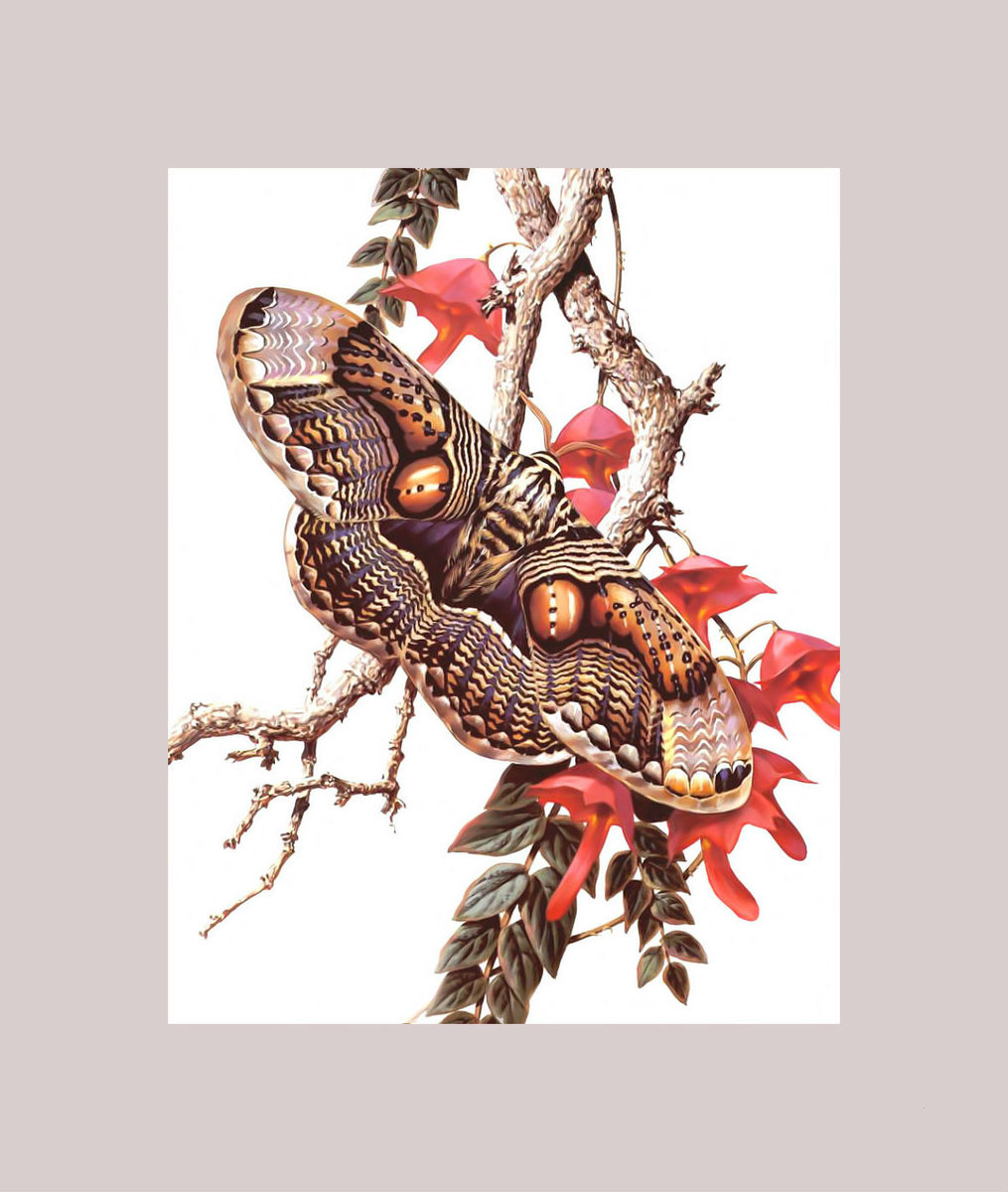 серия " бабочки" - цветы, бабочки. - оригинал