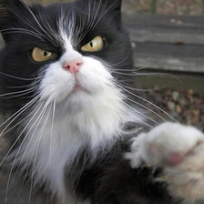 Схема вышивки «недовольный кот»