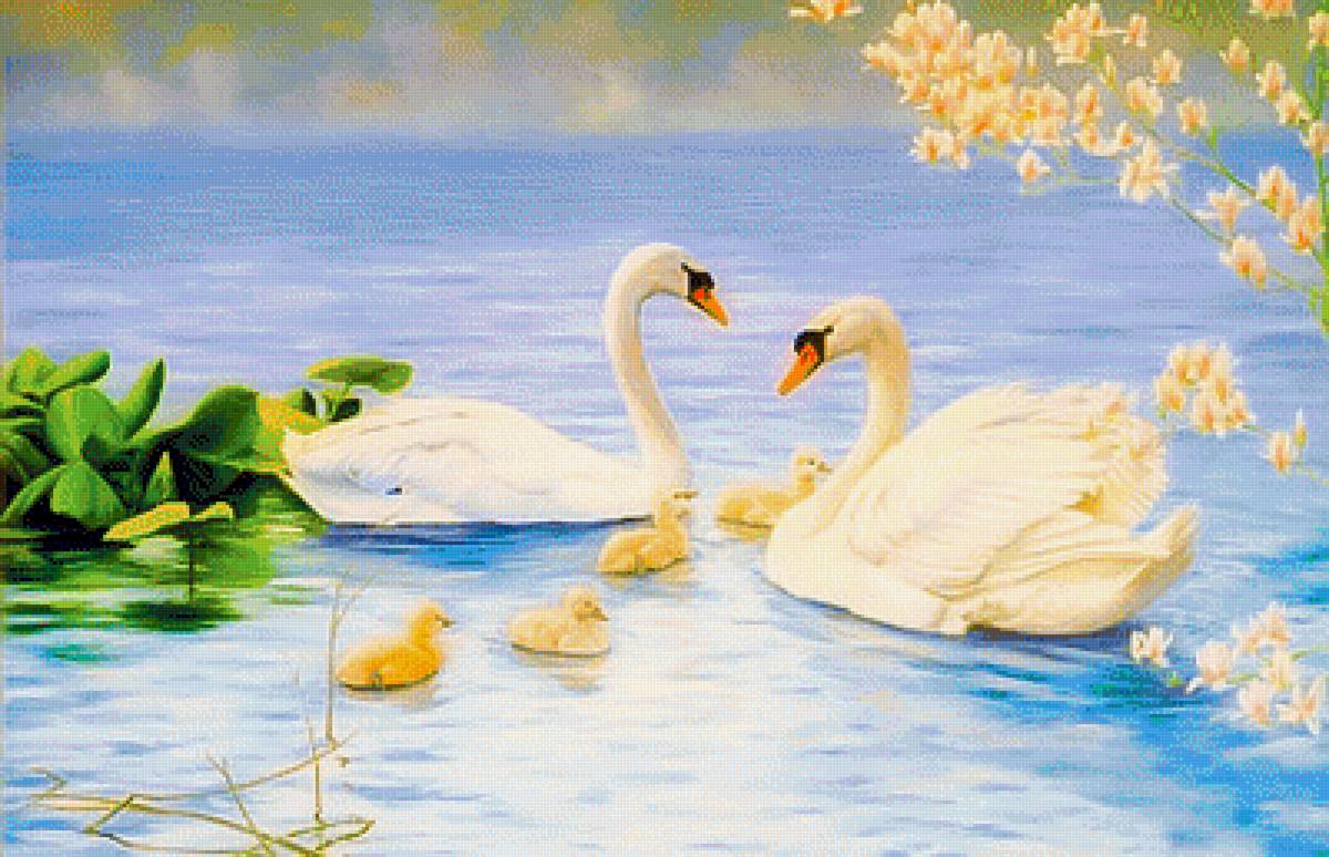 Proud Swan Family. - scenarys.birds. - предпросмотр