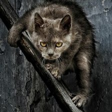 Схема вышивки «Кошка»