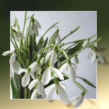 Схема вышивки «ПОДСНЕЖНИКИ»