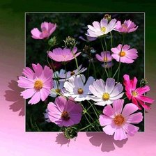 Схема вышивки «КОСМЕЯ»