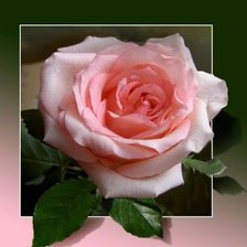 Схема вышивки «РОЗА»